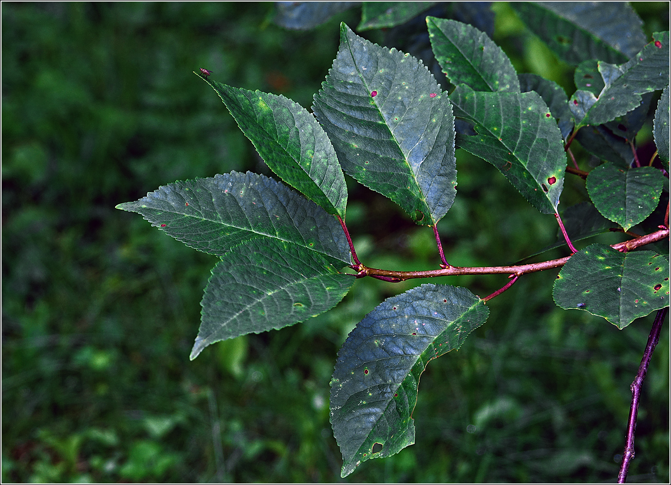 Изображение особи Cerasus vulgaris.