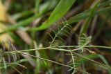 Astragalus austriacus. Лист и часть побега. Тульская обл., Куркинский р-н, окр. степного урочища Горки, берег р. Дон, луг. 30 июля 2024 г.