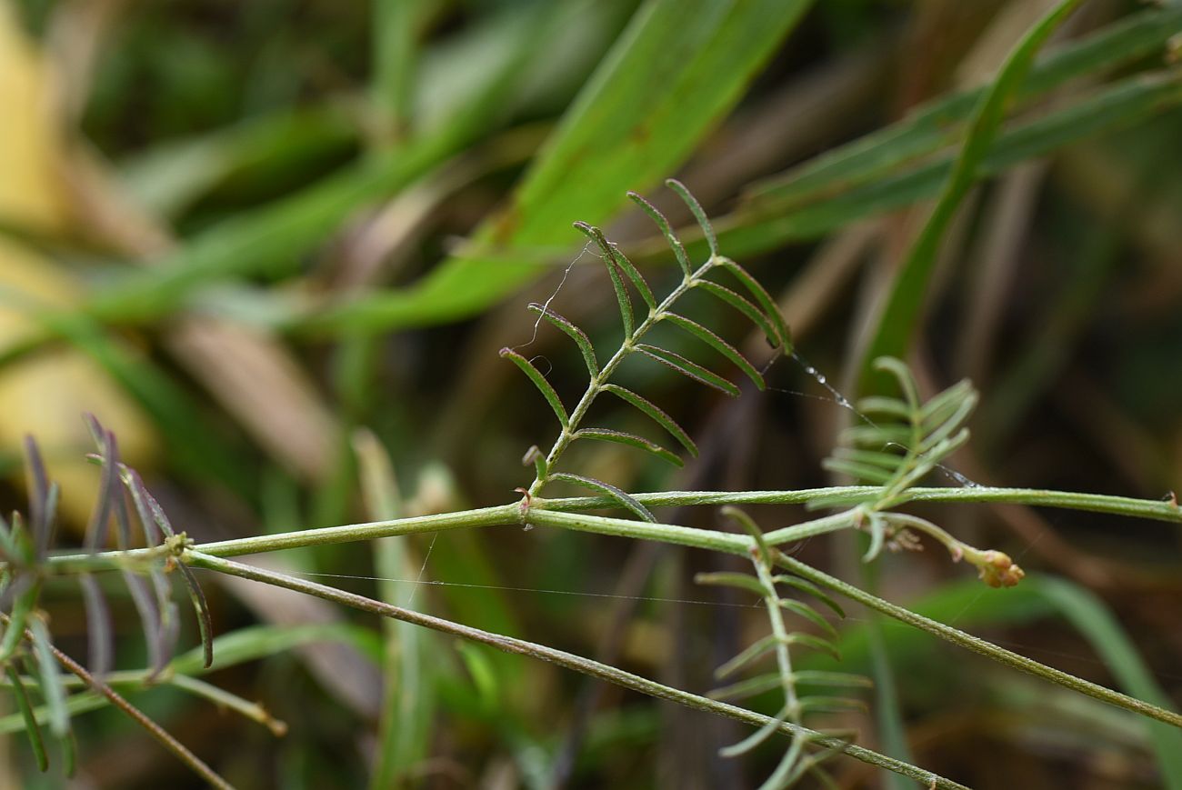 Image of Astragalus austriacus specimen.