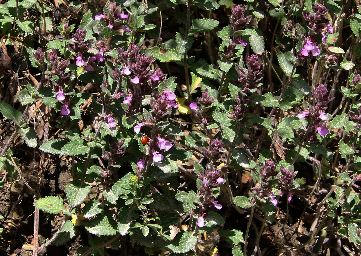 Изображение особи Teucrium chamaedrys.