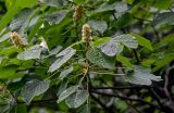 Mallotus nepalensis. Верхушка ветви с соплодием. Китай, провинция Хунань, гора Тяньмэнь, опушка смешанного леса. 09.06.2024.