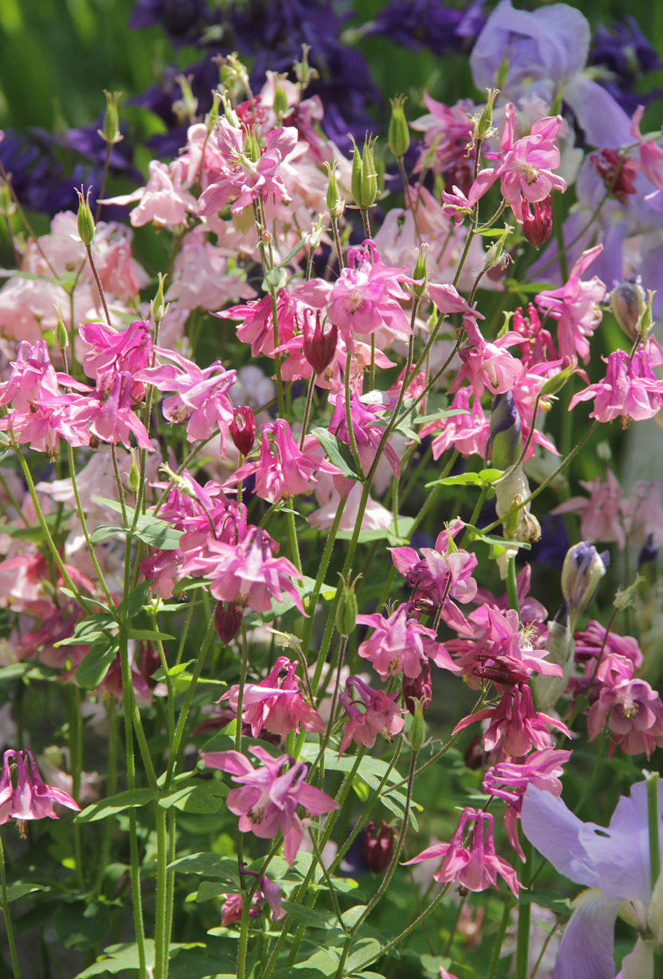 Изображение особи Aquilegia vulgaris.