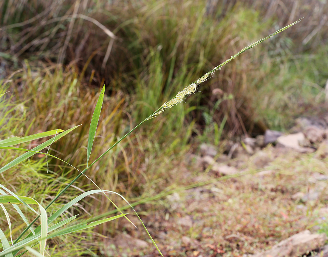 Image of Zizania latifolia specimen.