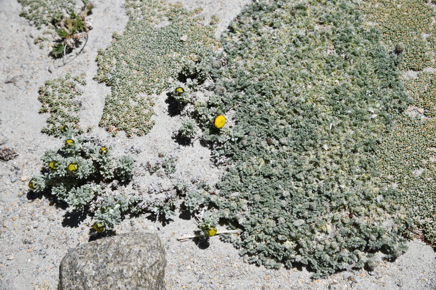 Image of Ajania tibetica specimen.