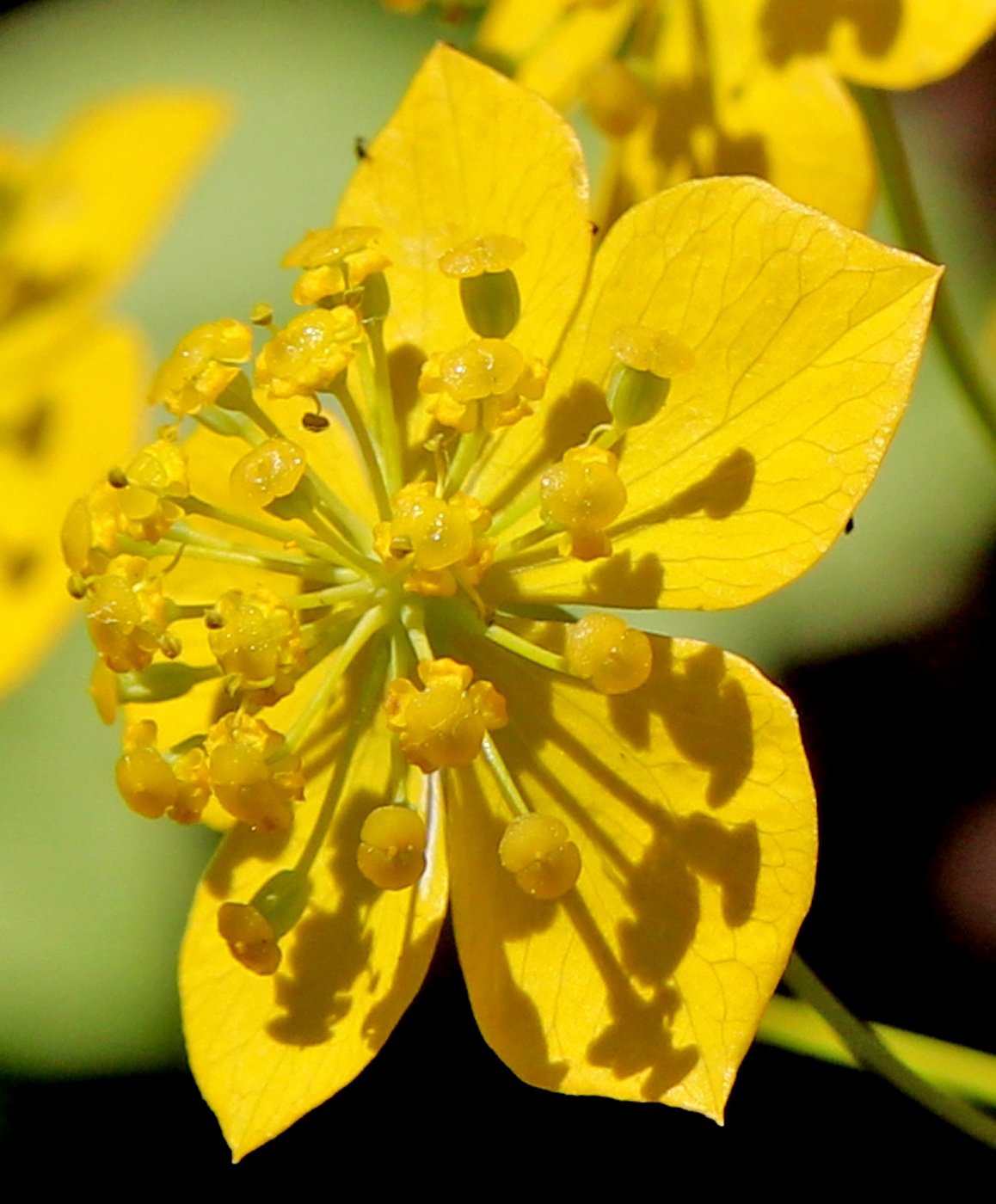 Изображение особи Bupleurum longifolium ssp. aureum.