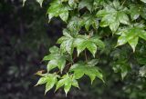 Acer robustum