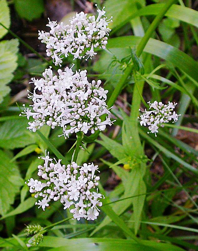 Изображение особи Valeriana officinalis.