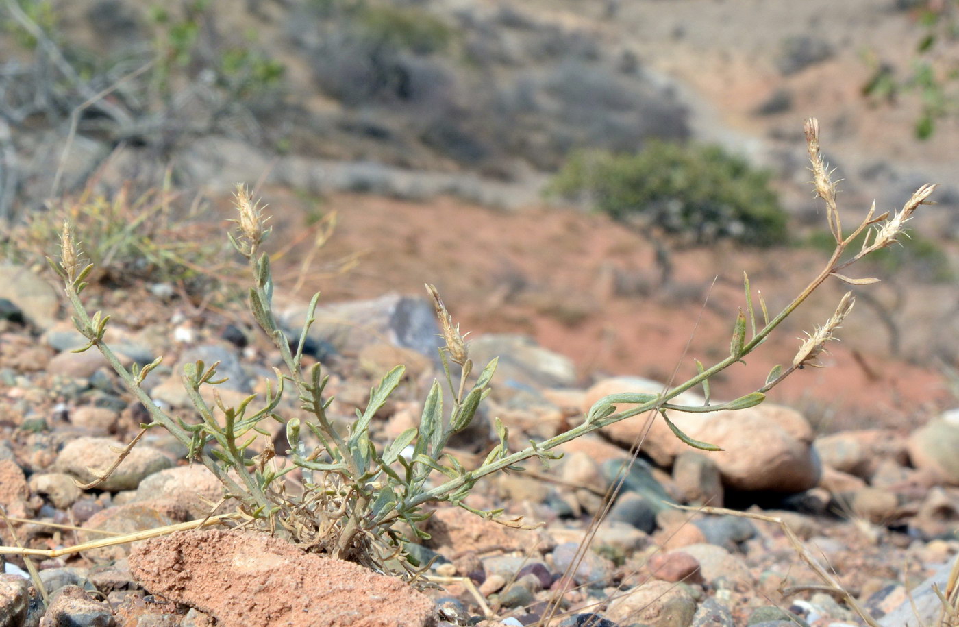 Image of genus Centaurea specimen.