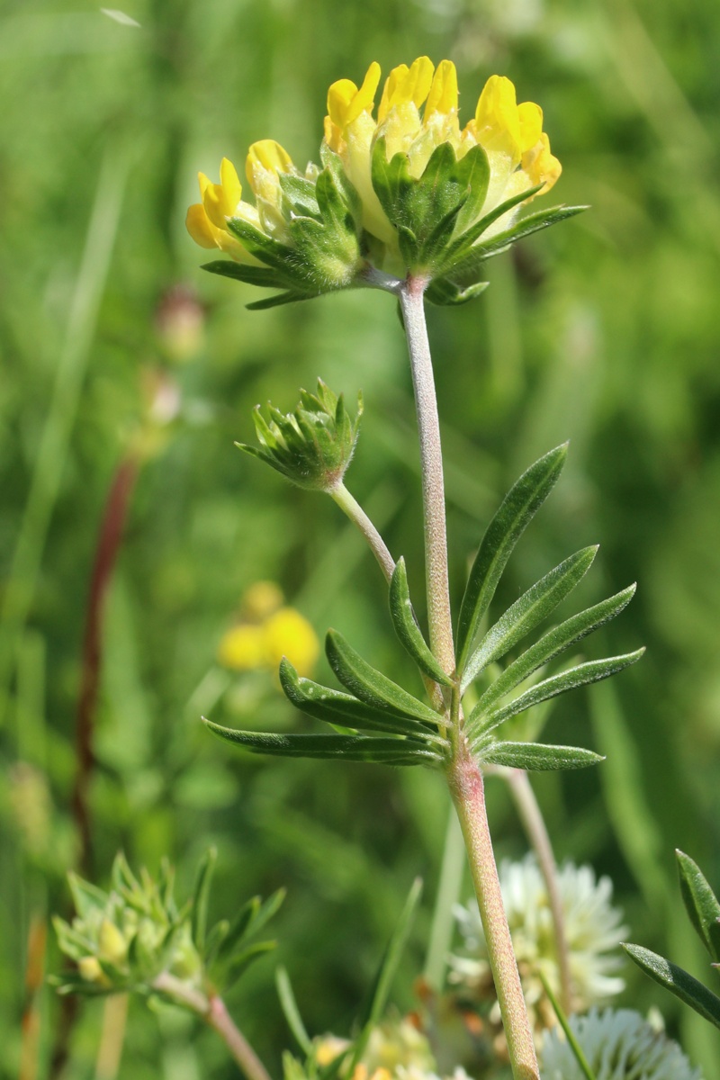 Image of Anthyllis vulneraria specimen.