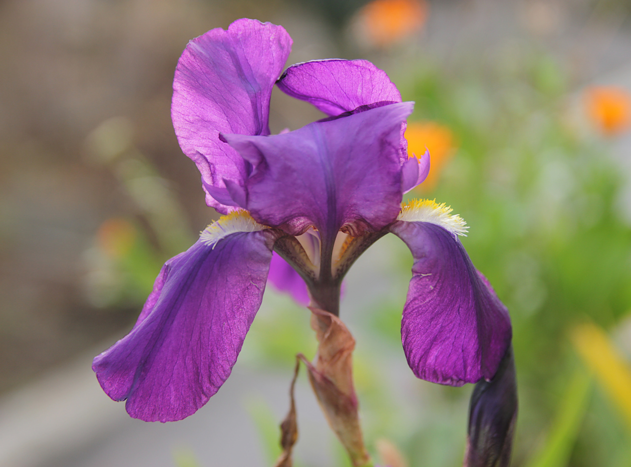 Изображение особи Iris germanica.