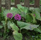 Bergenia crassifolia