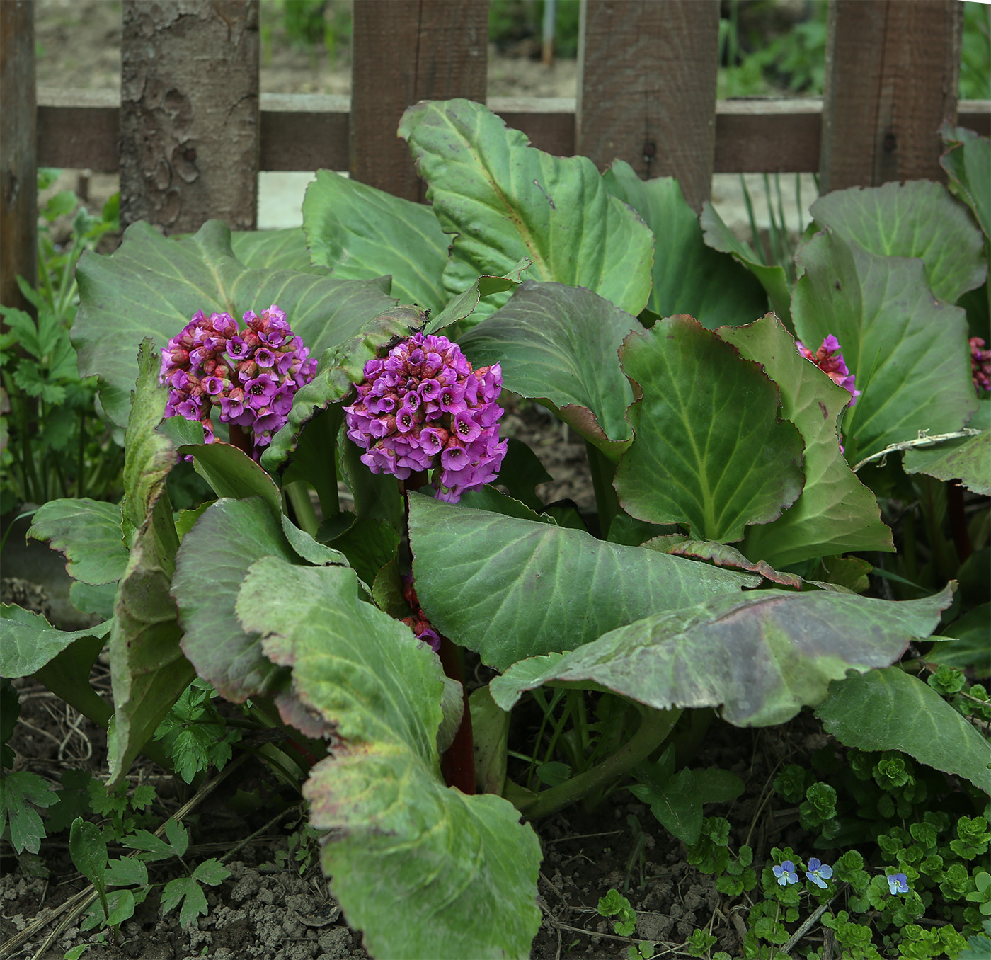 Image of Bergenia crassifolia specimen.