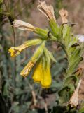 Onosma taurica