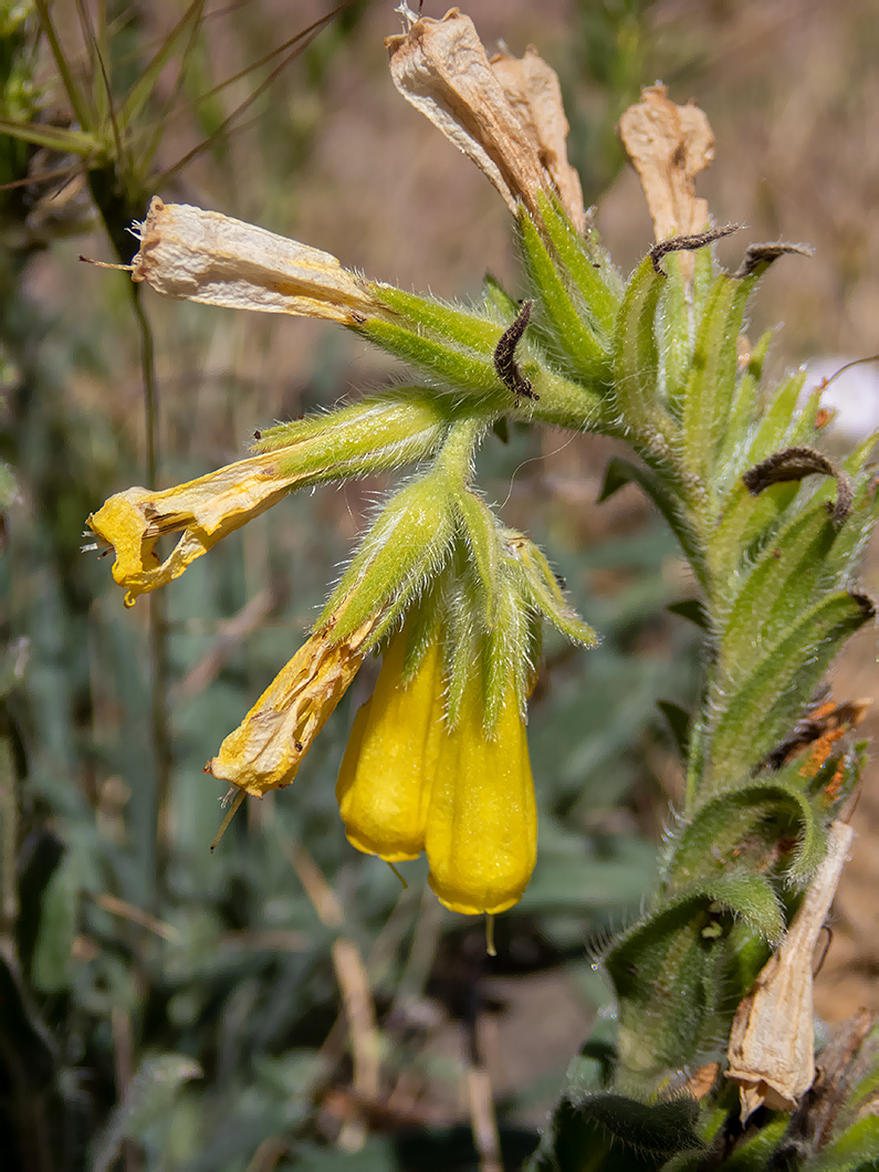 Image of Onosma taurica specimen.