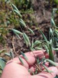Avena sativa