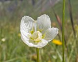 Parnassia palustris. Цветок. Кабардино-Балкария, Черекский р-н, окр. с/п Верхняя Балкария, юго-западный склон горы Айдарука-Цырт, ≈ 2200 м н.у.м., субальпийский луг. 29.07.2024.