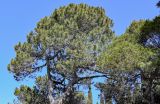View full-size image Pinus pityusa