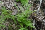 Смотреть изображение Cystopteris fragilis
