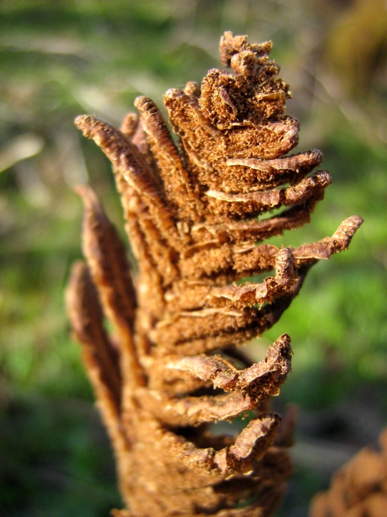 Image of Matteuccia struthiopteris specimen.