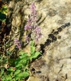 View full-size image Salvia verticillata