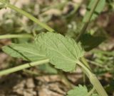 View full-size image genus Nepeta