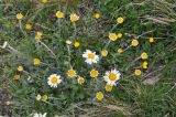 View full-size image Anthemis saportana
