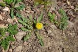 View full-size image genus Taraxacum