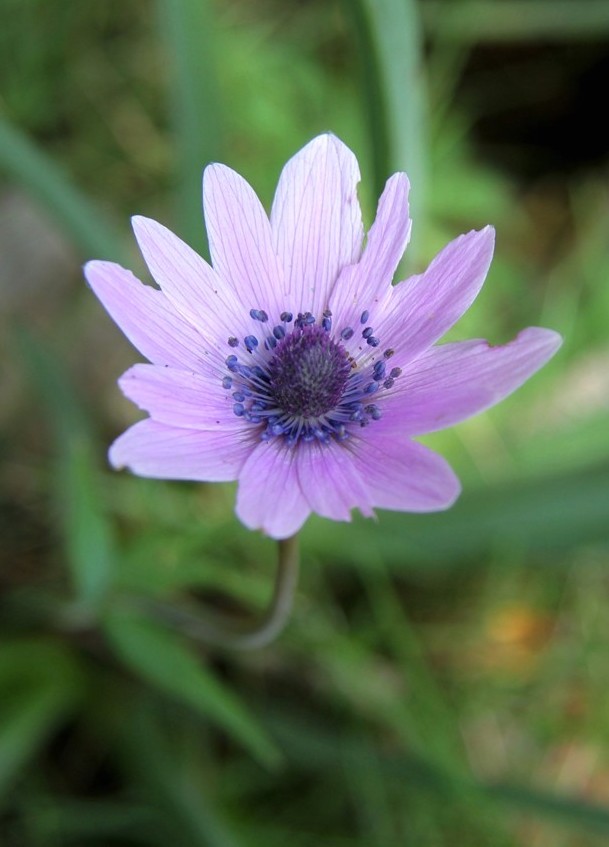 Изображение особи Anemone hortensis.