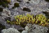 View full-size image genus Sedum