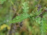 View full-size image Carduus crispus