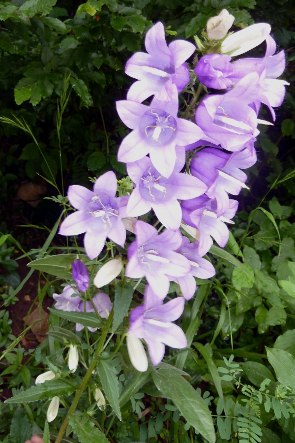 Image of Campanula longistyla specimen.