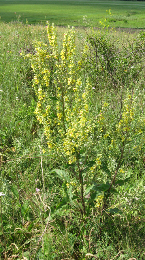 Изображение особи Verbascum marschallianum.