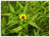 Bidens cernua var. radiata