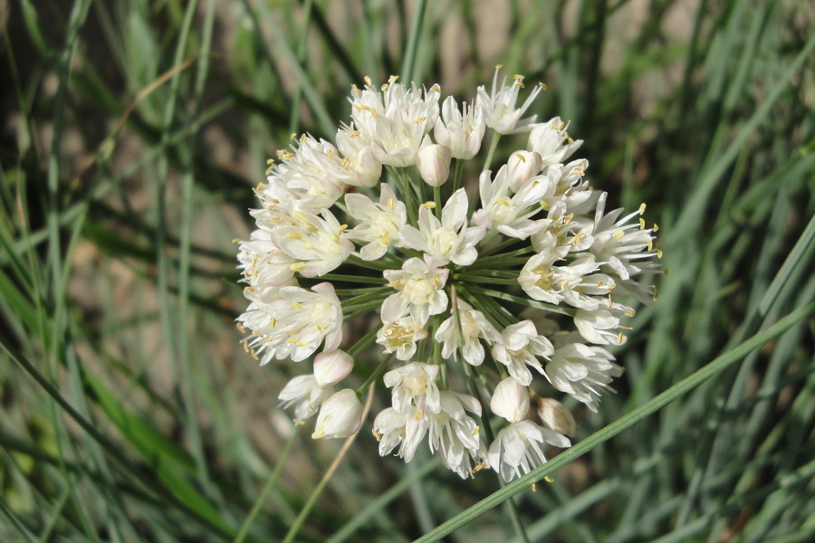 Изображение особи Allium albidum ssp. caucasicum.