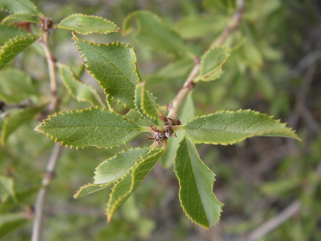 Image of Cerasus tianshanica specimen.