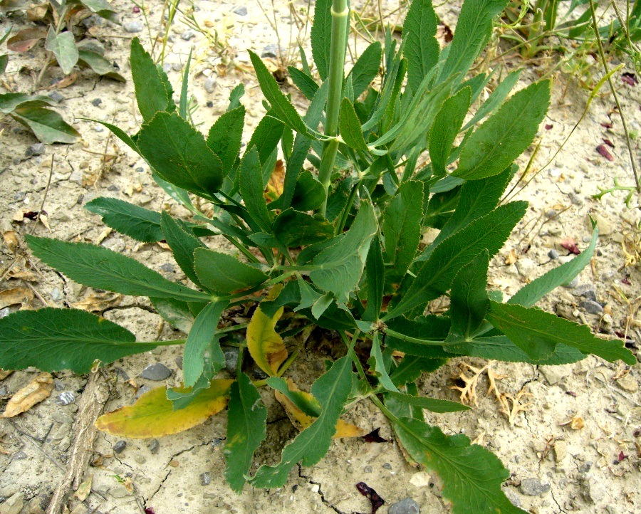 Изображение особи семейство Apiaceae.