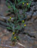 Senecio dubitabilis