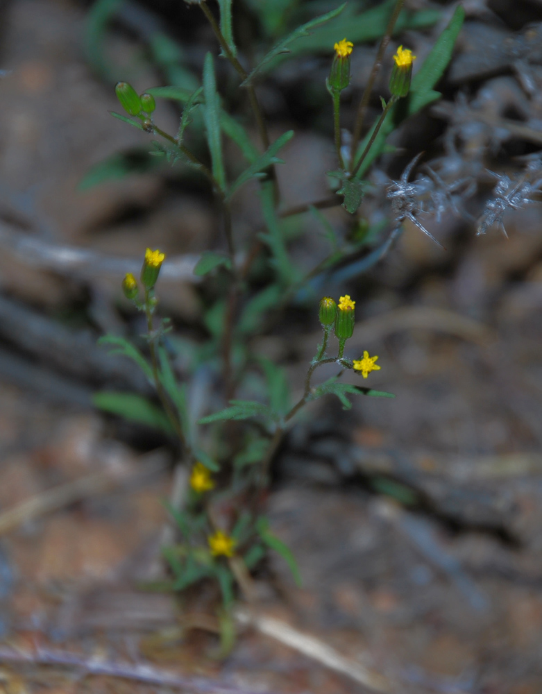 Изображение особи Senecio dubitabilis.