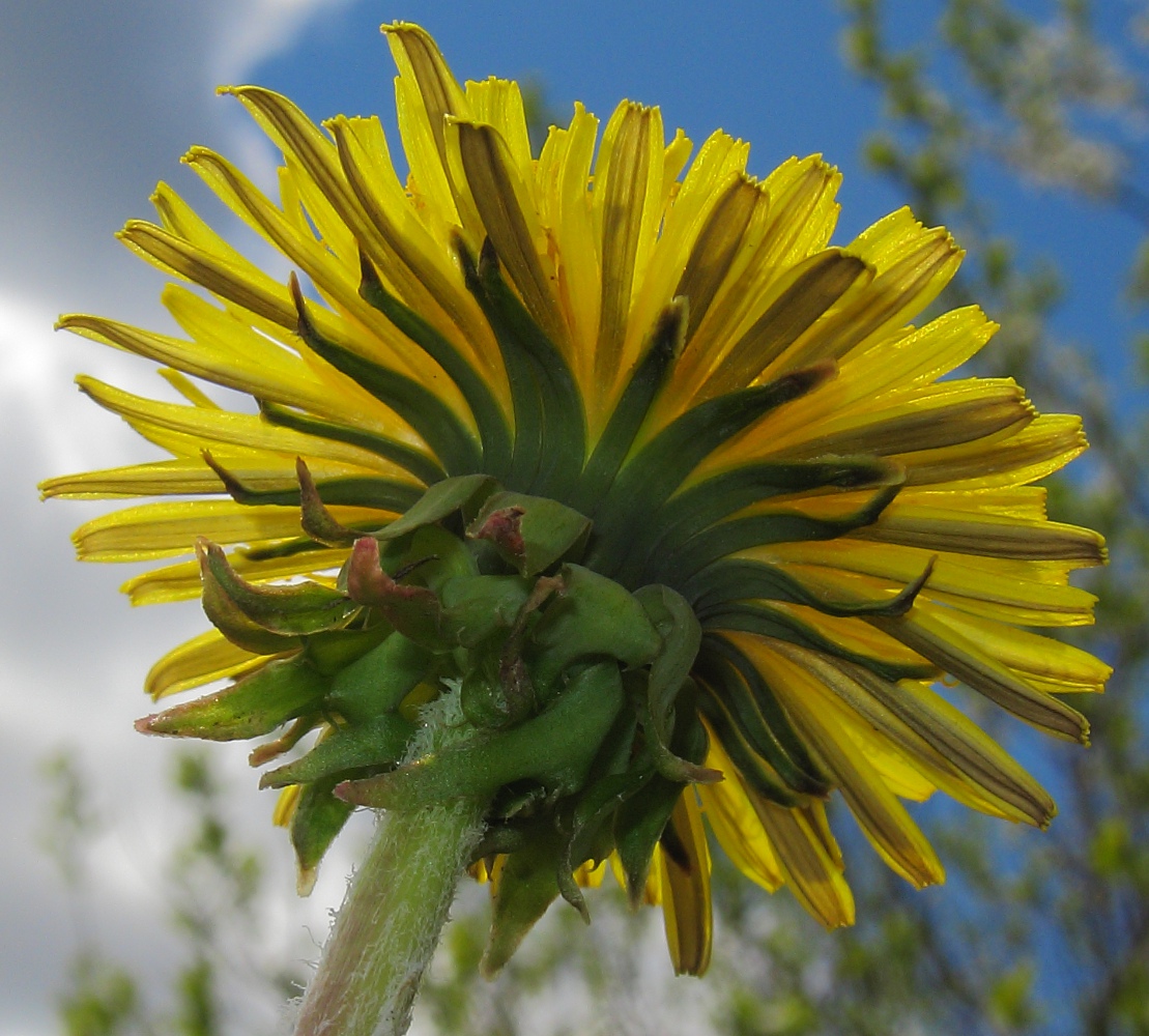 Изображение особи род Taraxacum.