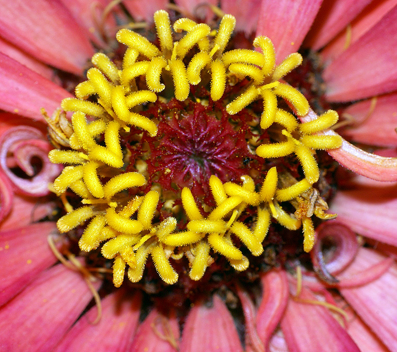 Image of Zinnia elegans specimen.