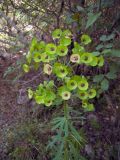 Euphorbia characias subspecies wulfenii. Соцветие. Турция, пров. Анталья, окр. г. Кемер, каменистый склон. 04.05.2012.