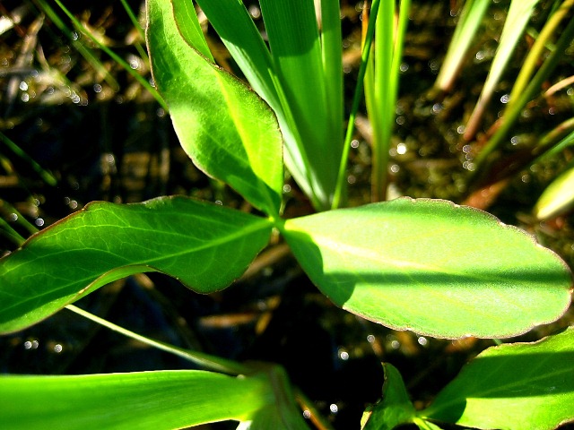 Image of Menyanthes trifoliata specimen.