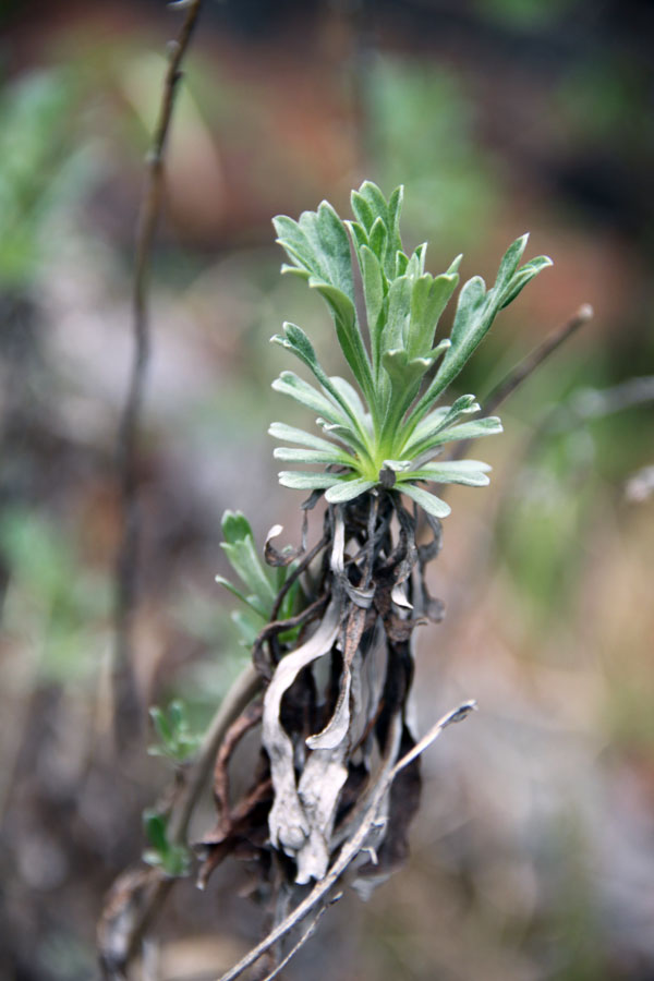 Image of Artemisia lagocephala specimen.