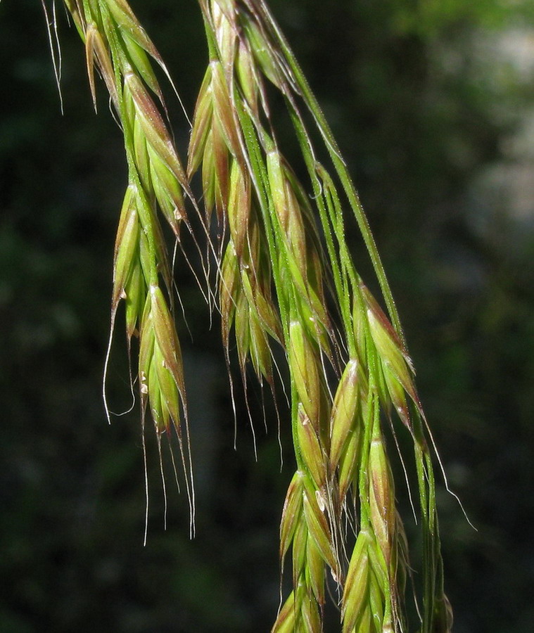 Image of Festuca extremiorientalis specimen.