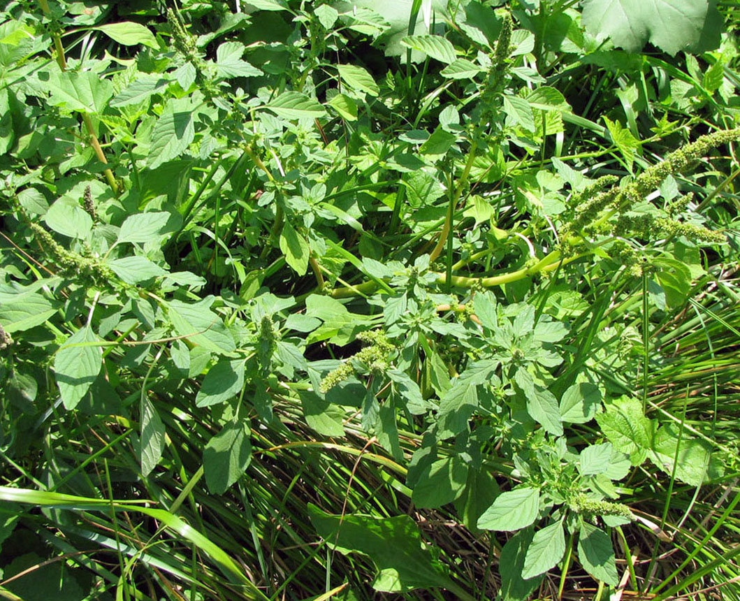 Image of Amaranthus blitum specimen.