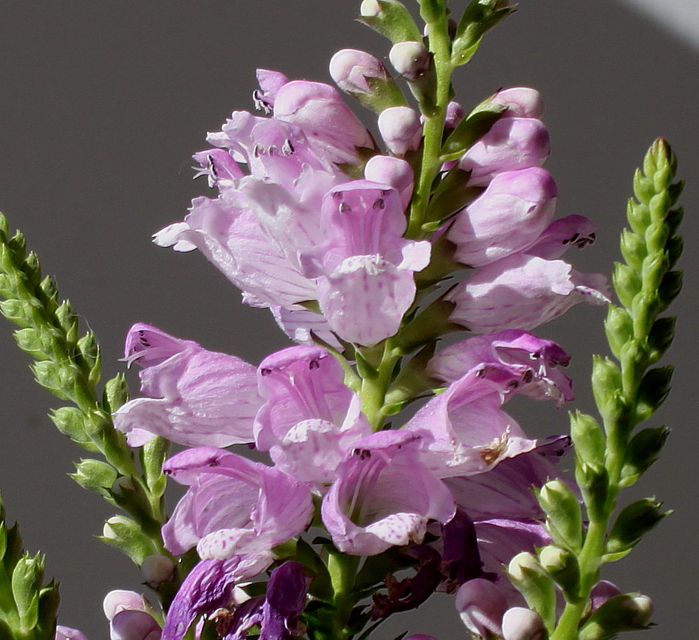 Image of Physostegia virginiana specimen.