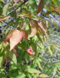 Euonymus verrucosus. Верхушка ветви со зрелым плодом. Крым, окр. г. Ялта, хр. Иограф, сосновый лес. 8 сентября 2012 г.