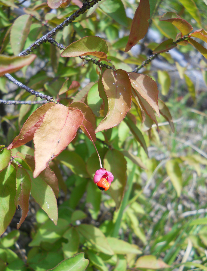 Image of Euonymus verrucosus specimen.