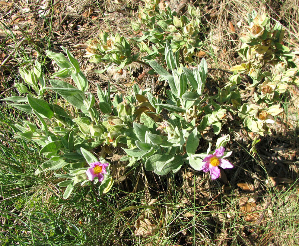 Image of Cistus albidus specimen.