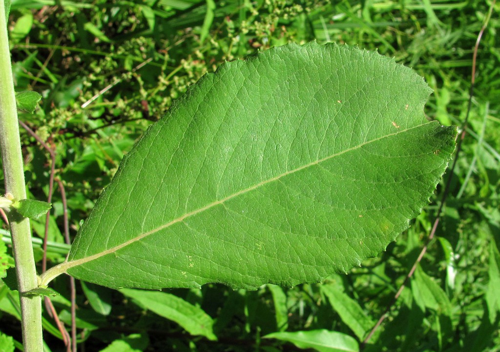 Image of Salix cinerea specimen.